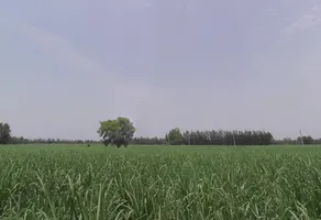 Datiyana, Uttar Pradesh, India preview 2