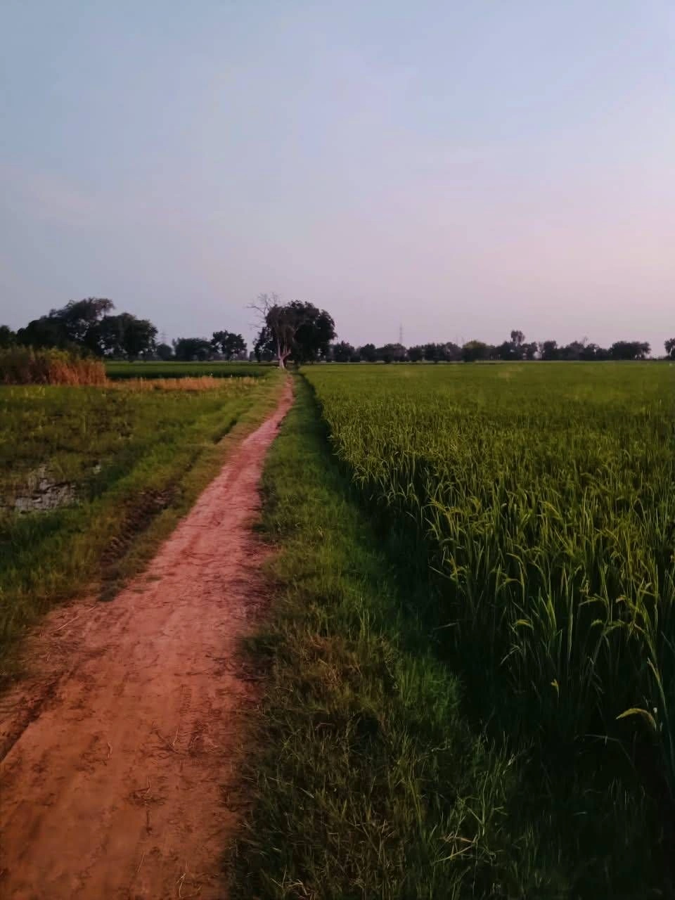 Bukharari, Mathura, Uttar Pradesh, India