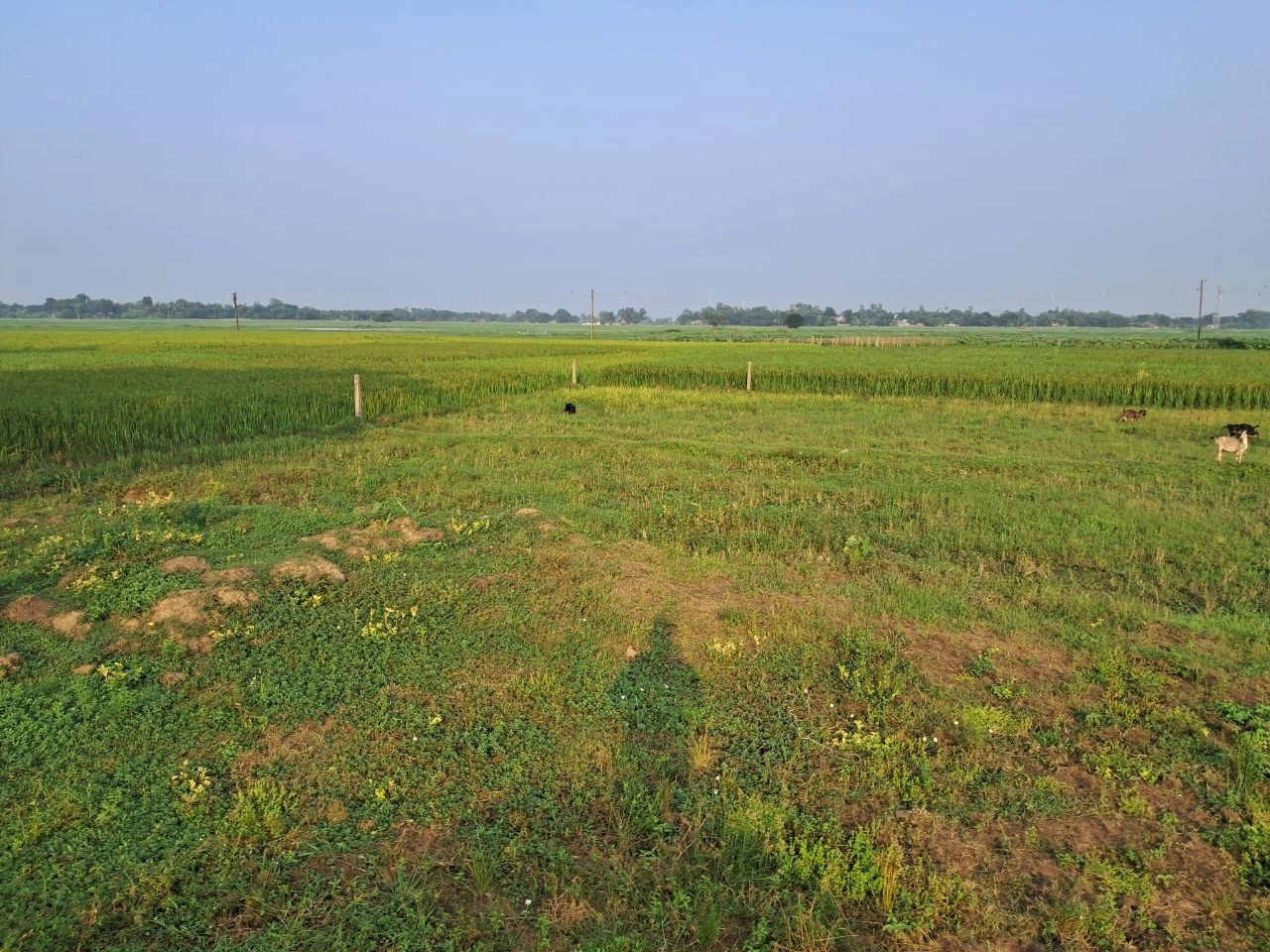 Puinan, West Bengal 712305, India - Photo 5
