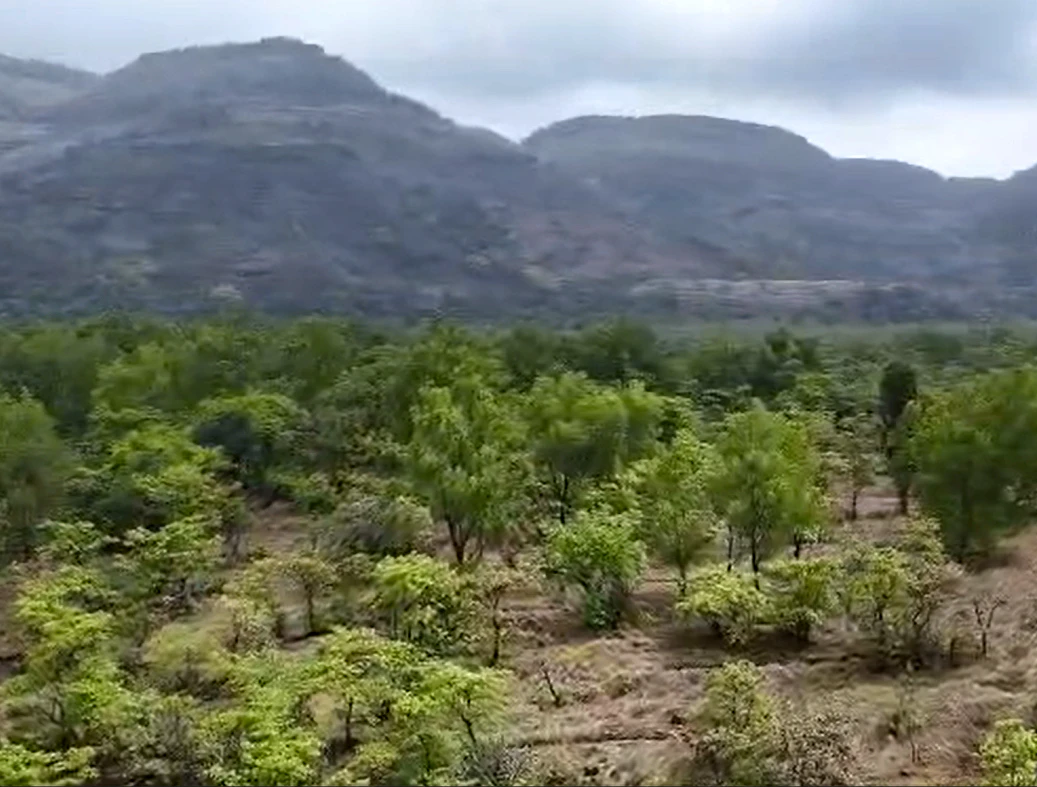 VF94+MQ Thoran, Pune District, Maharashtra, India