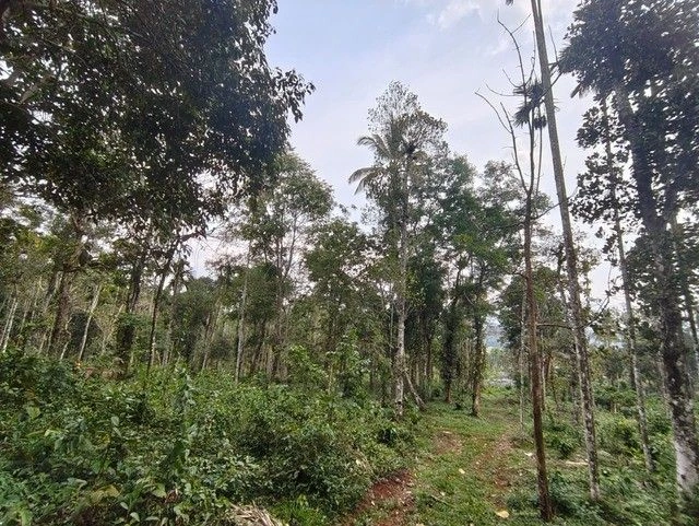 M3HH+2J4, Kambalakkad, Kerala 673124, India preview 2