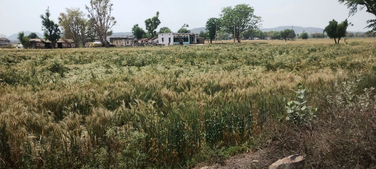 Seetal, Rajasthan 301021, India preview 3