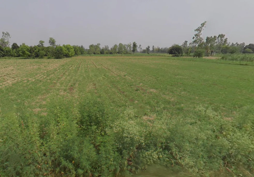 Bharolli, Uttar Pradesh 250104, India