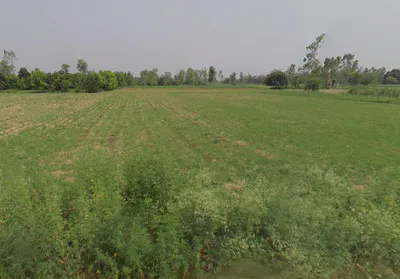 Bharolli, Uttar Pradesh 250104, India preview 2