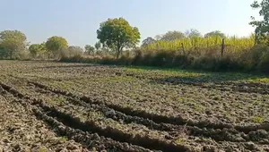 2M6W+98 Alipura, Rajasthan, India preview 3