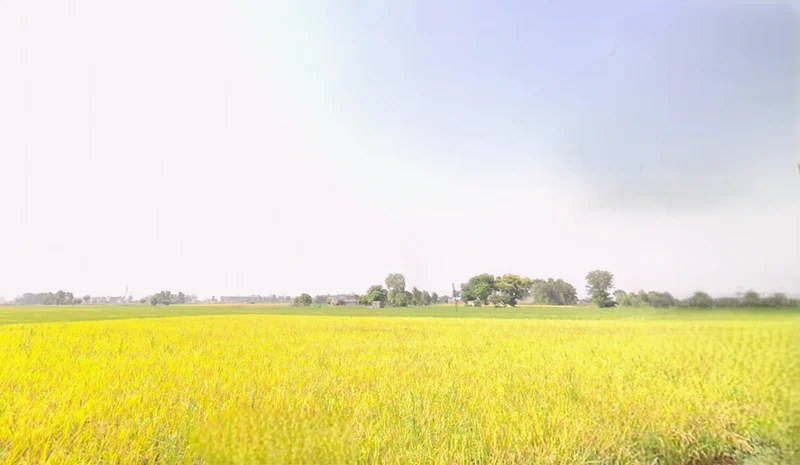 Kanech, Punjab 141120, India preview 2