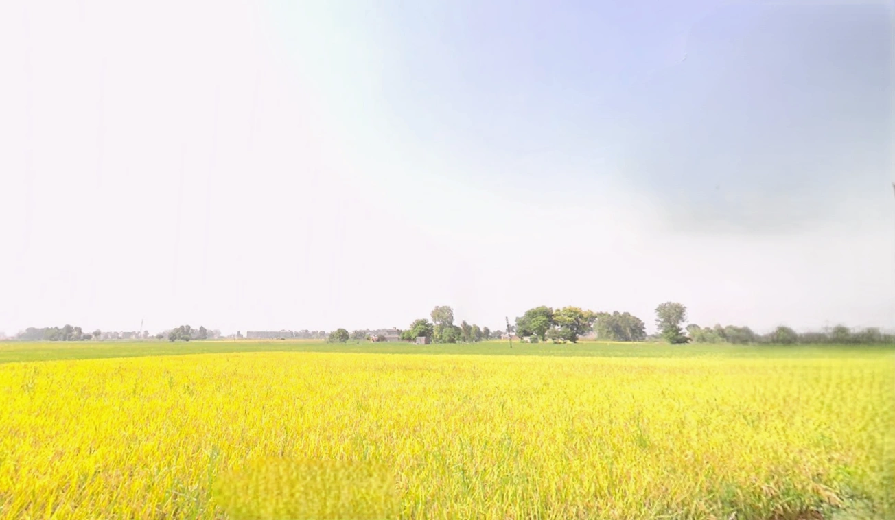 Kanech, Punjab 141120, India