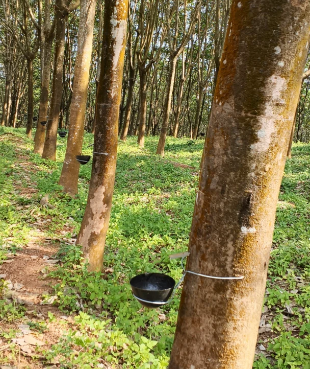 VGWQ+XMV, Kalladikode, Karimba South, Kerala 678596, India preview 3