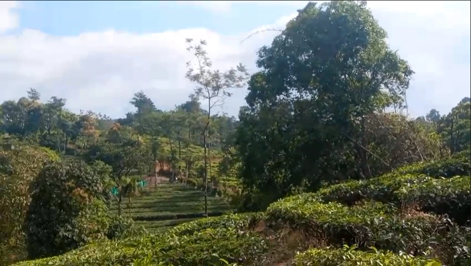 Pattayam Kavala, Kerala, India