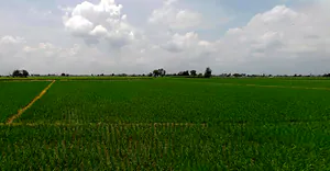 Morinda - Chunni Rd, Bhateri, Punjab, India preview 3