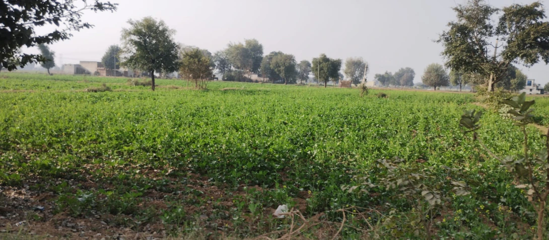 Khatra Chuharm, Punjab 141118, India