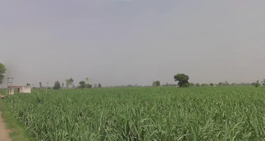 Mawana, Uttar Pradesh, India