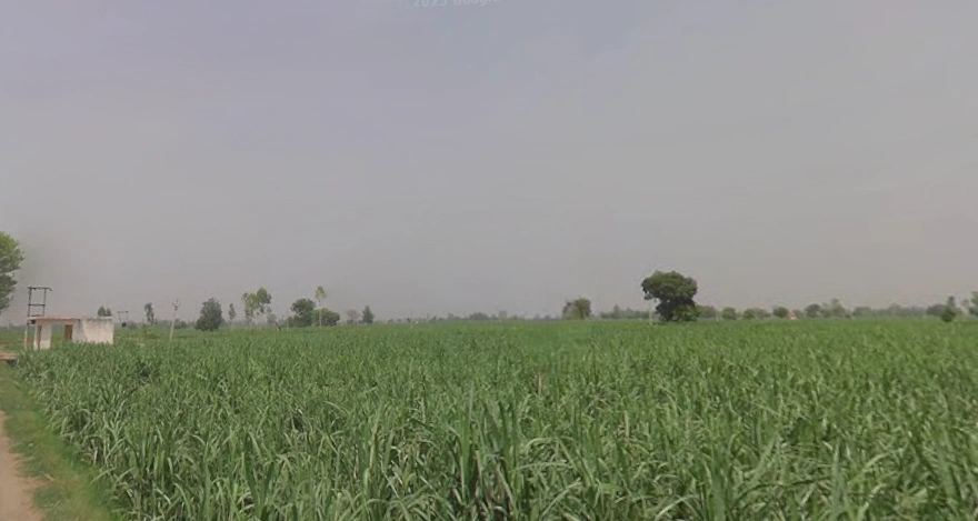 Mawana, Uttar Pradesh, India