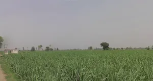 Mawana, Uttar Pradesh, India preview 2