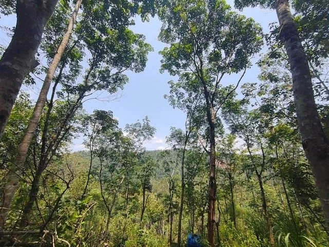 R6V2+8CF, Seethamount, Kerala 673579, India