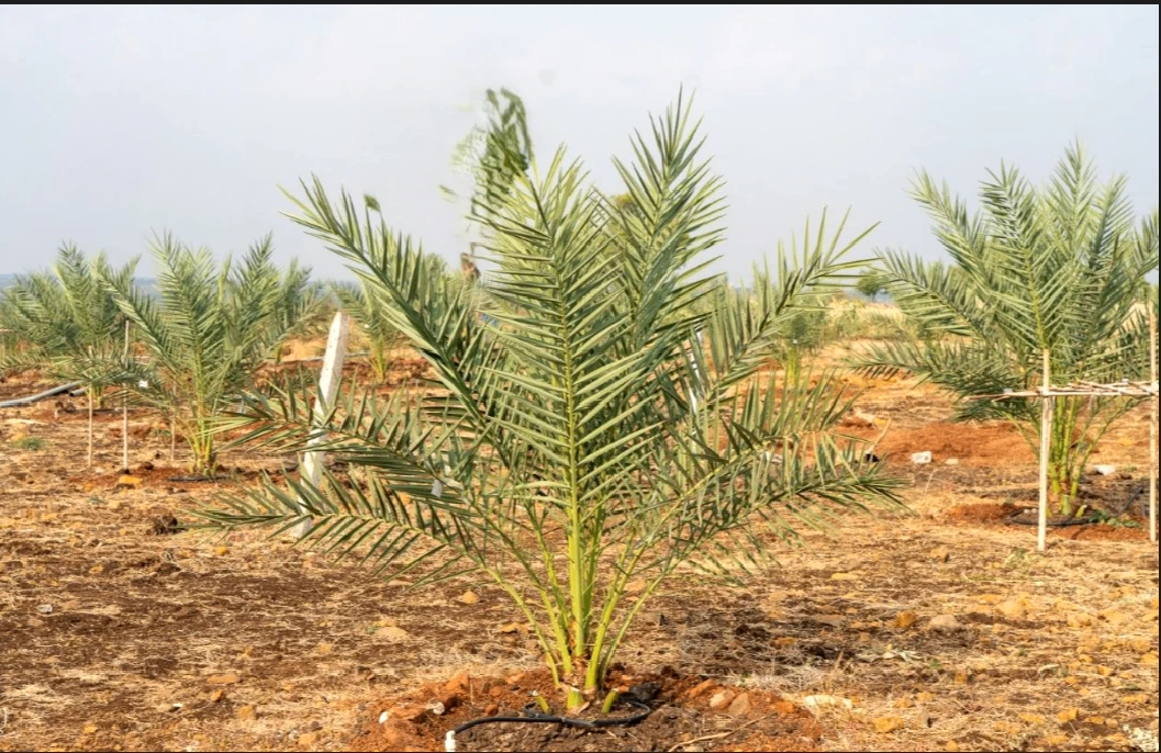 Wasar, Telangana 502286, India