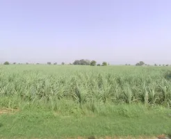 Baraut, Uttar Pradesh 250611, India preview 2
