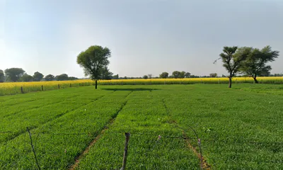 Kotkhawda, Rajasthan 303908, India preview 2