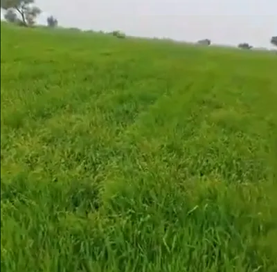 Bhawanigarh, Punjab 148026, India preview 2