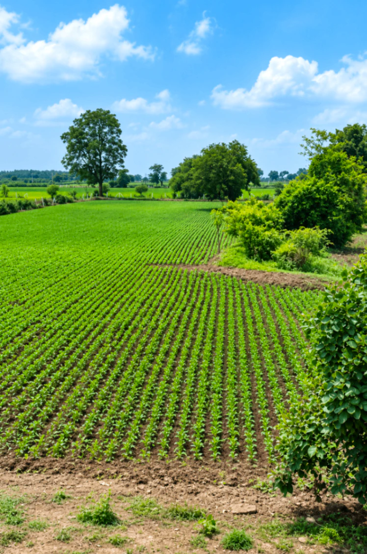 Fatehpur Noabad, Bijnor, Uttar Pradesh 246701, India