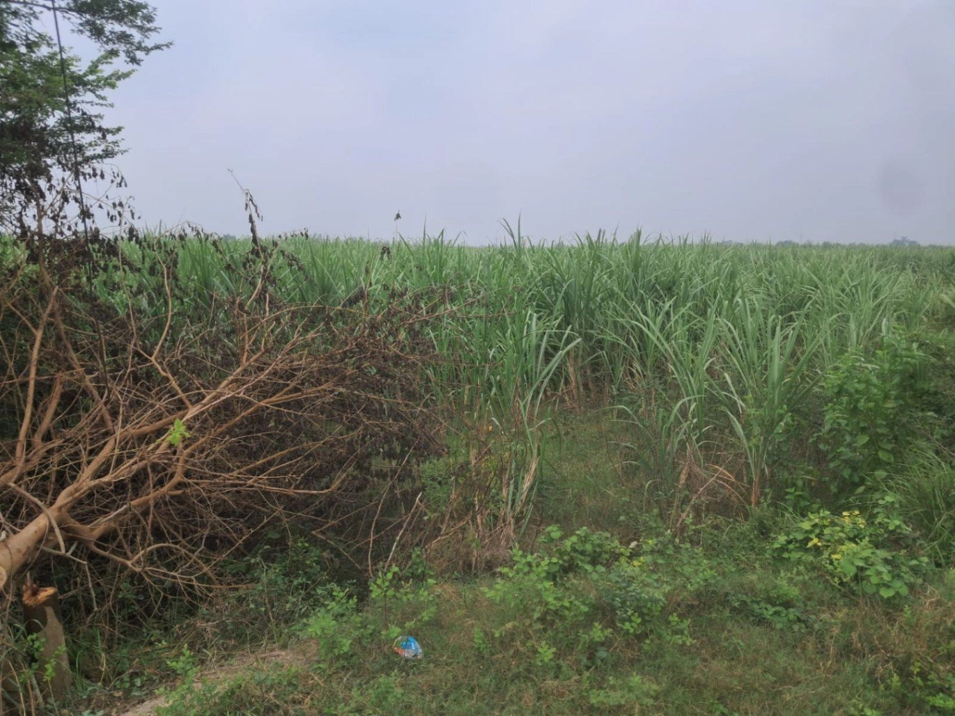 Q62X+CC Kudha Keshar Pur Manjh, Ayodhya, Uttar Pradesh, India