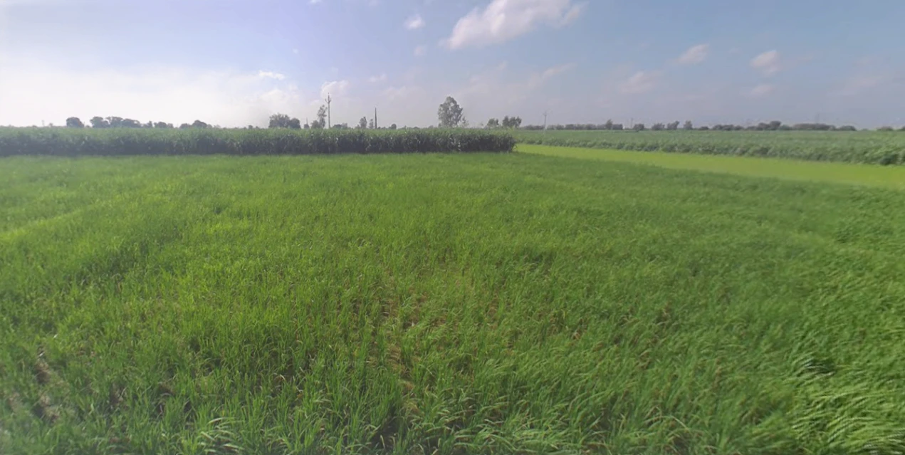 Behajam, Uttar Pradesh 261501, India