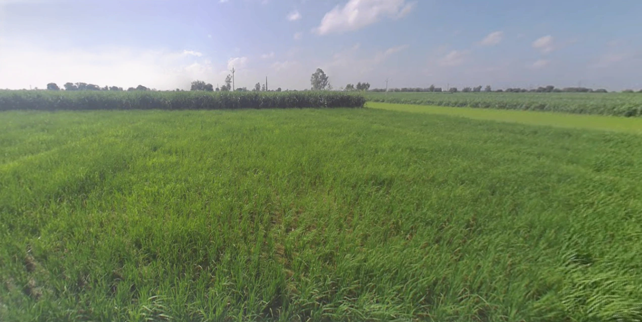 Behajam, Uttar Pradesh 261501, India