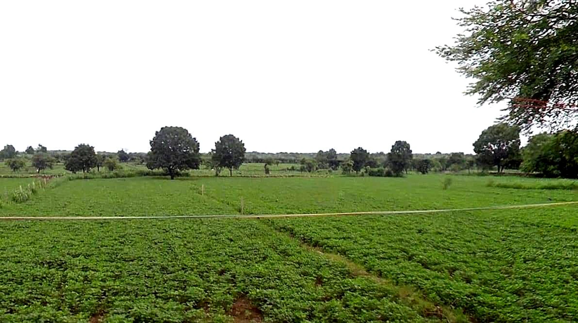 Alahada Khedi, Madhya Pradesh 466001, India