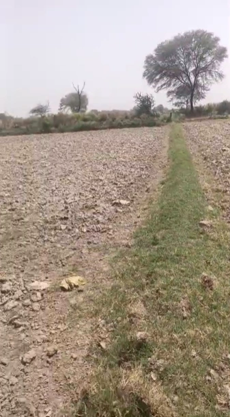 Kalanaur, Rohtak, Haryana 124113, India