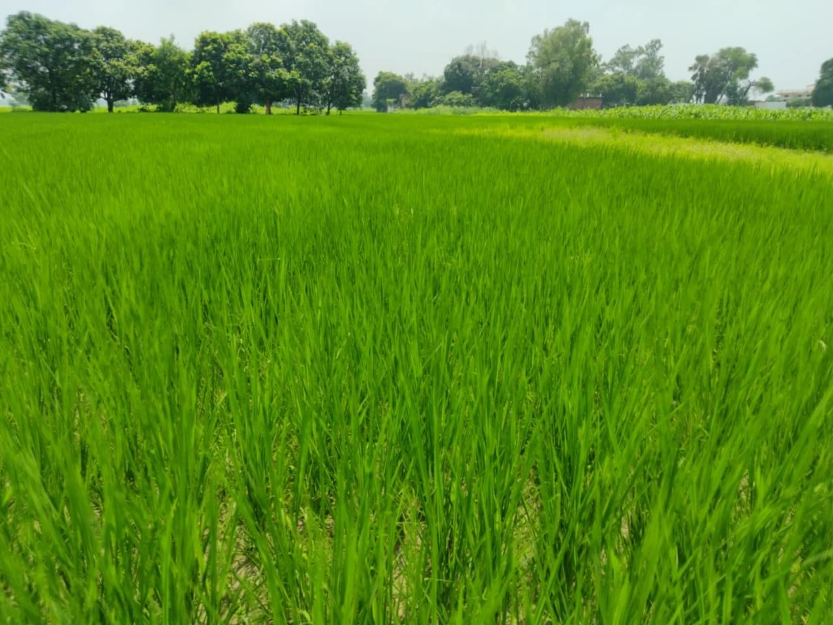 Madhotanda, Uttar Pradesh 262122, India