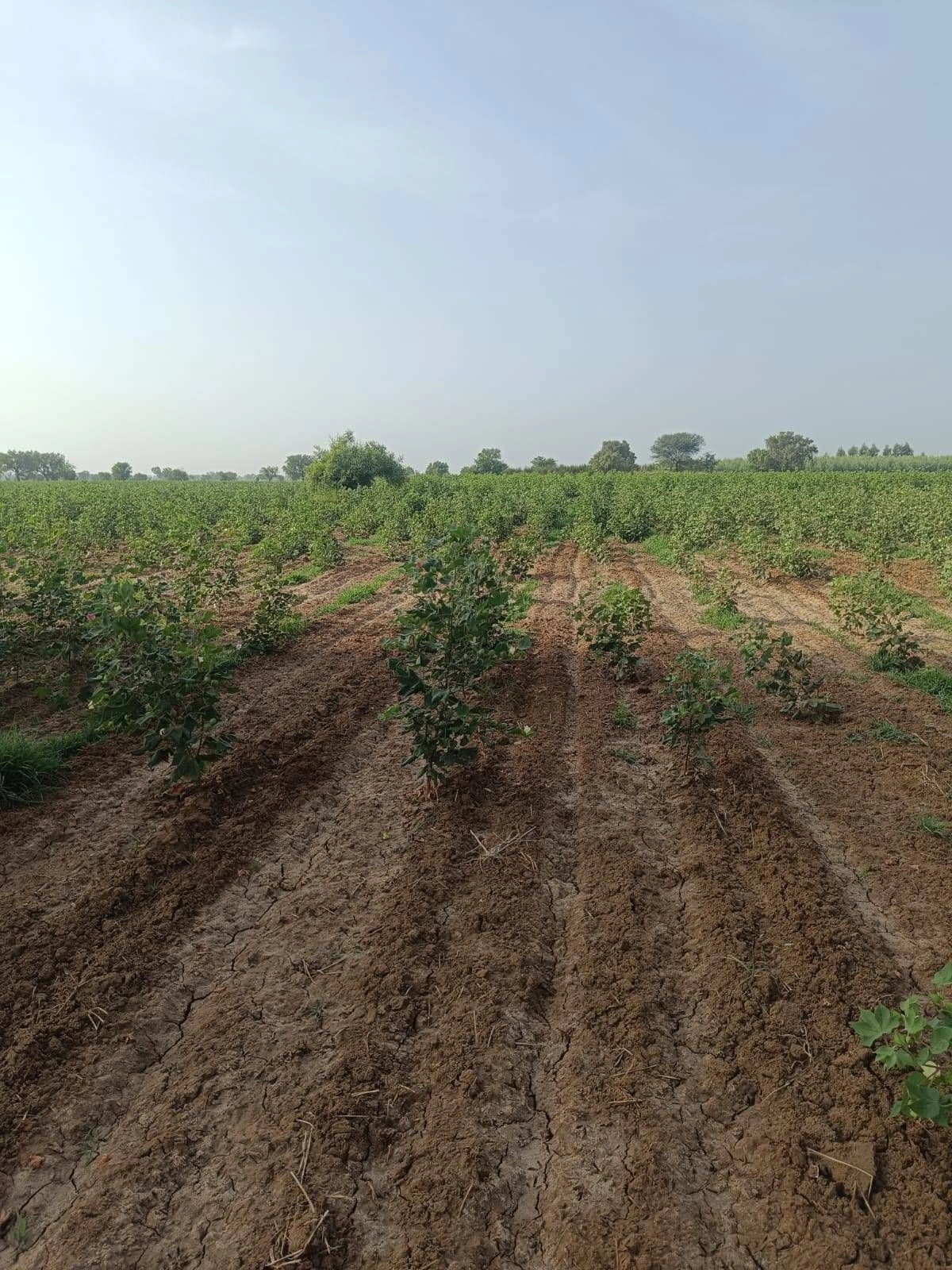 Ellenabad, Sirsa, Haryana 125102, India