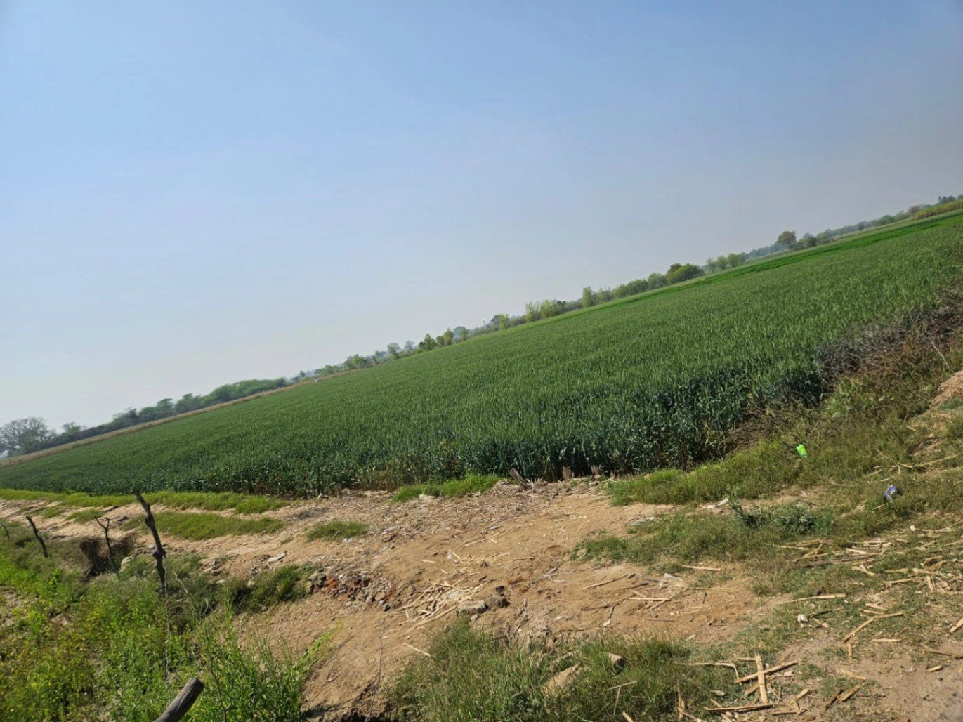 Chimni, Haryana 124412, India