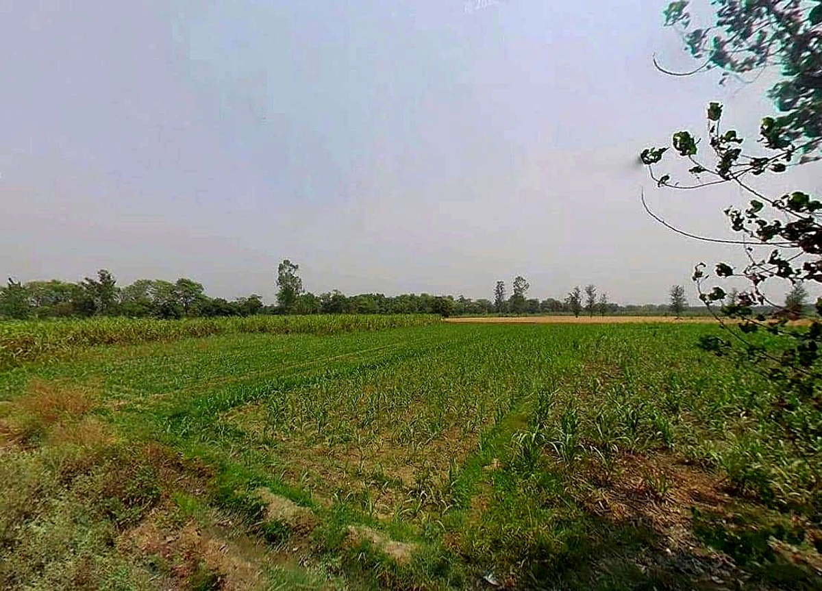 Sardhana, Uttar Pradesh 250342, India