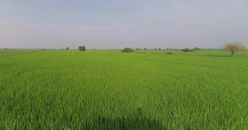 JHP8+99 Nadhanpur, Gujarat, India preview 3