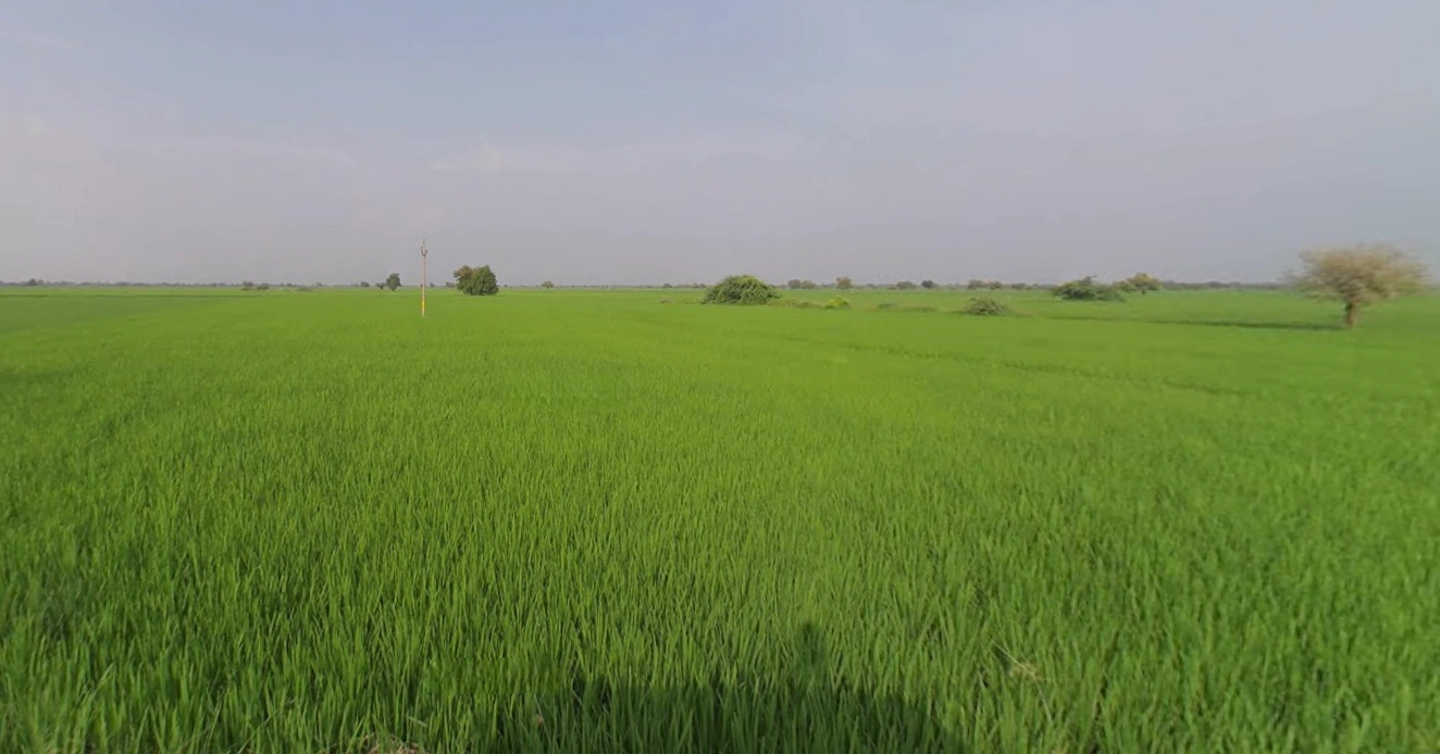 JHP8+99 Nadhanpur, Gujarat, India