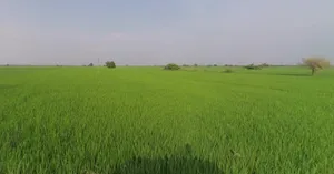 JHP8+99 Nadhanpur, Gujarat, India preview 3