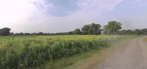 GP6F+QG Tindalava Mota, Gujarat, India preview 3