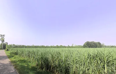 Nakur, Uttar Pradesh 247342, India preview 3