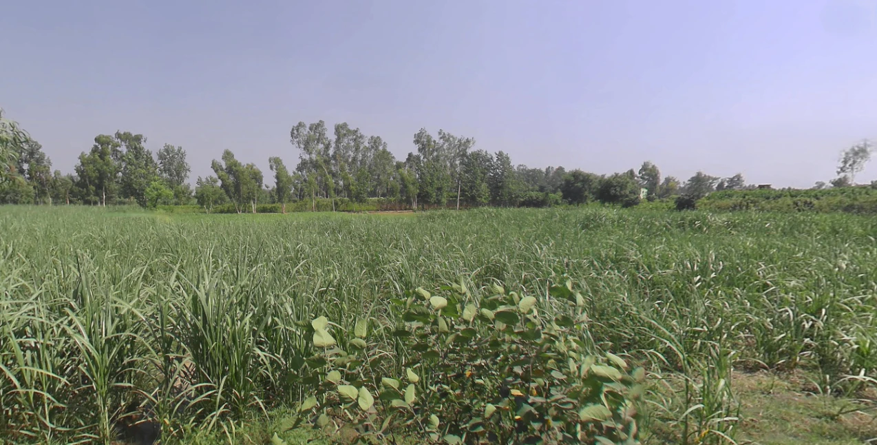 Moradabad, Uttar Pradesh, India