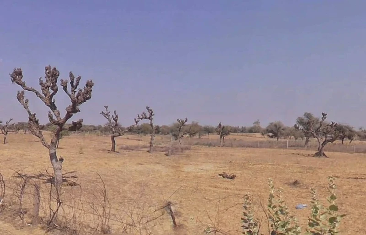 75WF+5Q Danta, Rajasthan, India
