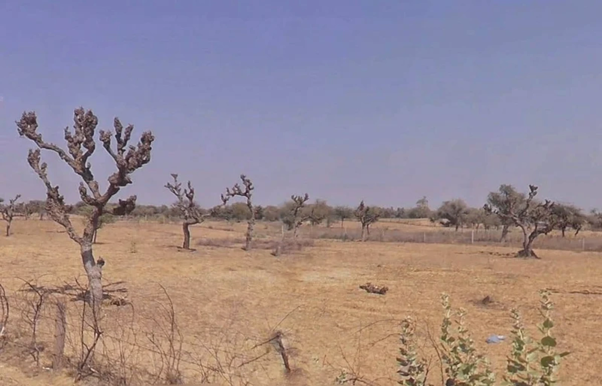75WF+5Q Danta, Rajasthan, India
