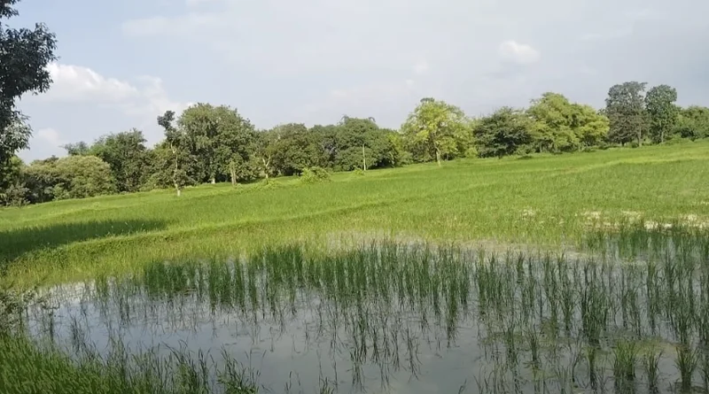 Mavaiya Kala, Uttar Pradesh, India preview 3