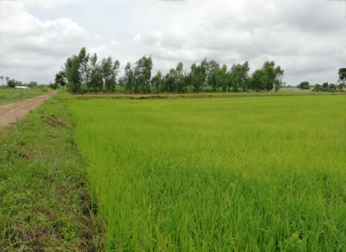 6789, Alwar, Jatoli, Rajasthan 301001, India