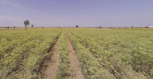 Dhrangadhra, Gujarat 363310, India preview 3