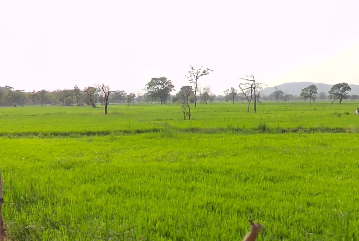 C/o:, motilal nishad, ward 2, Mudhipani, Chhattisgarh 766105, India