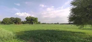 Maksi Rd, Dewas, Madhya Pradesh 455001, India preview 2