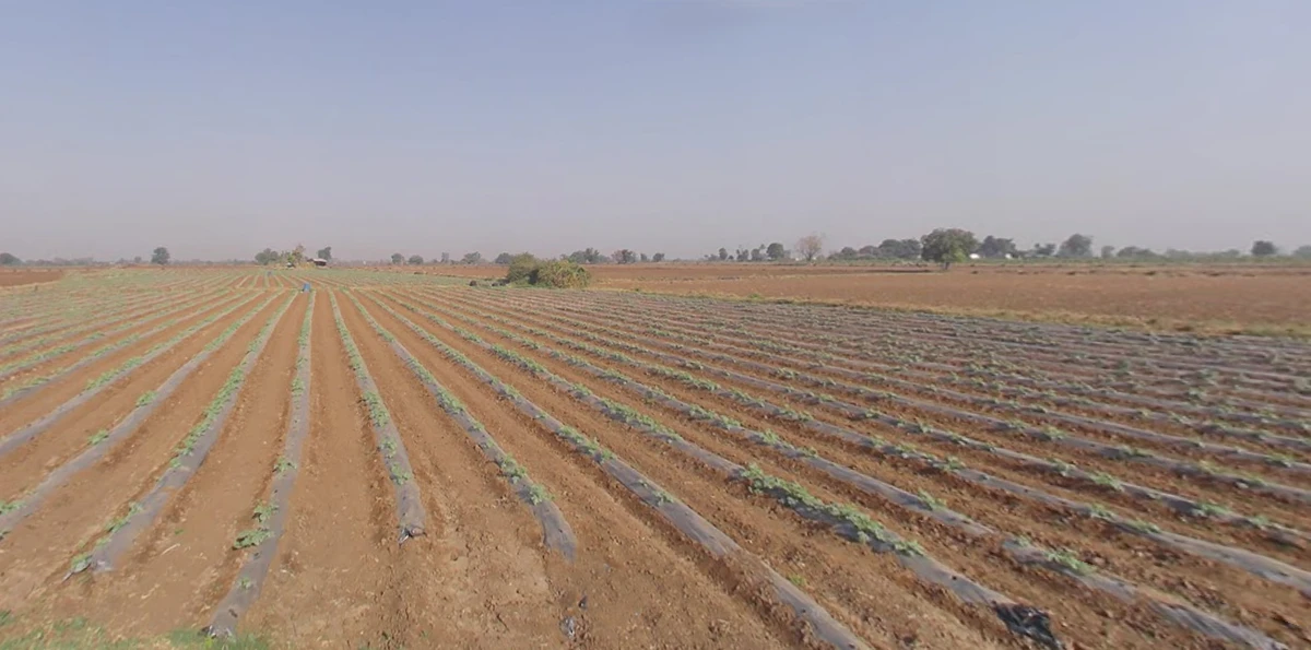 Shertha, Gujarat, India