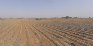 Shertha, Gujarat, India preview 3