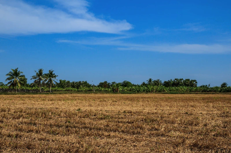 Maynaguri, West Bengal 735224, India