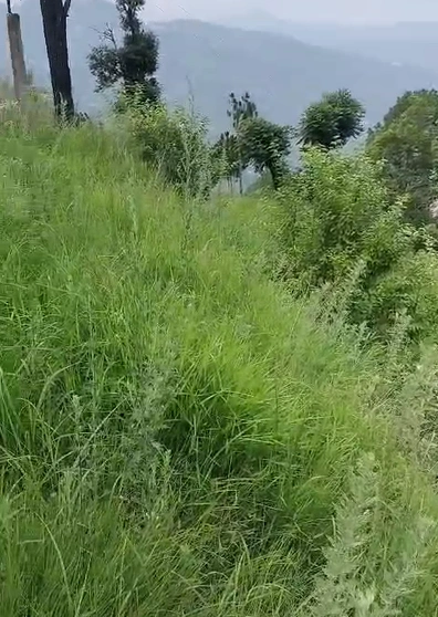 348X+R74, Shimla, Shoghi Bypass, Himachal Pradesh 171219, India